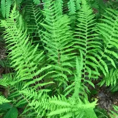 New York fern thumbnail 4