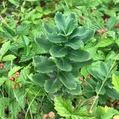 Orpine thumbnail 3
