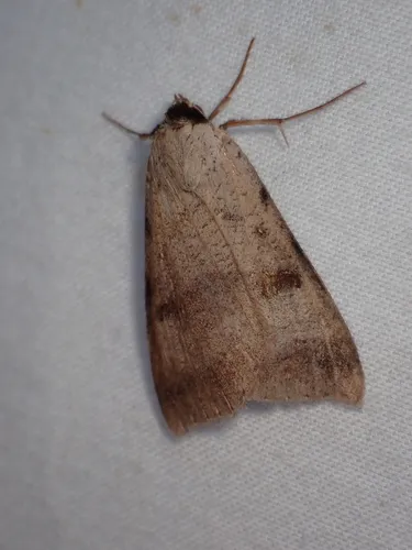Lygephila victoria