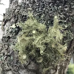 Bushy beard lichen thumbnail 2