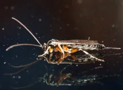 Tromatobia ovivora thumbnail 3