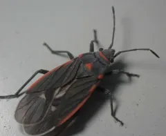 Charcoal Seed Bug thumbnail 3