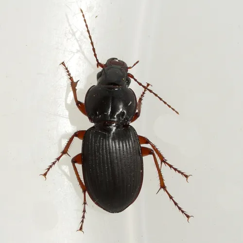 Cyclotrachelus seximpressus