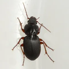 Cyclotrachelus seximpressus thumbnail 1