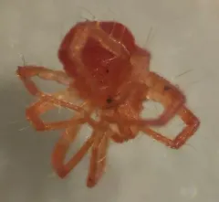Anystis baccarum thumbnail 2