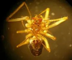 Grey Sheetweb Weaver thumbnail 2