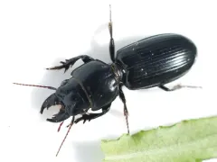 Large-jawed Pedunculate Ground Beetle thumbnail 2