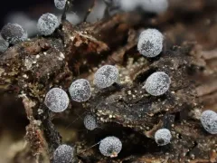 Didymium minus thumbnail 3