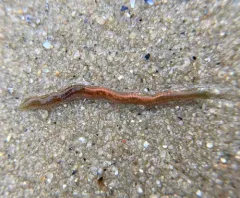 Clam Worm thumbnail 2