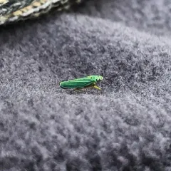 Blue-green Sharpshooter thumbnail 2