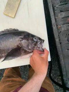 Deacon Rockfish thumbnail 2