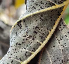 Sunflower Rust thumbnail 3
