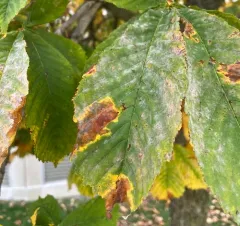 Aesculus leaf blotch thumbnail 3