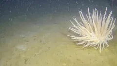 Deeplet Anemone thumbnail 3