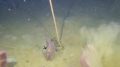 Bent-nosed Squat Lobster