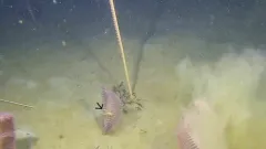 Bent-nosed Squat Lobster thumbnail 1