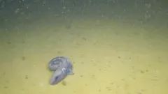 Esmark's Eelpout thumbnail 3