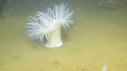Rough-skinned Sea Anemone