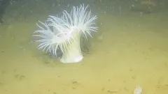 Rough-skinned Sea Anemone thumbnail 1