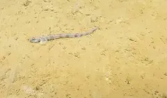 Wolf Eelpout thumbnail 2