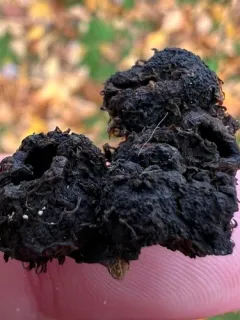 Phylloxera spinosa thumbnail 2