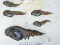 Gelatinous Seasnail thumbnail 2