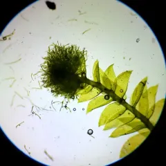 Two-ranked Moss thumbnail 3