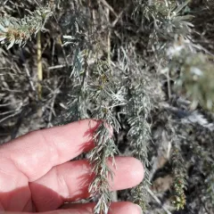 Scabland Sagebrush thumbnail 2