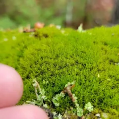 dicranum moss thumbnail 3