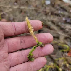inundated bog clubmoss thumbnail 3