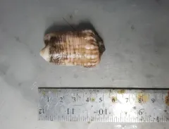 Actinauge cristata thumbnail 3