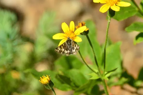 Schinia intermontana