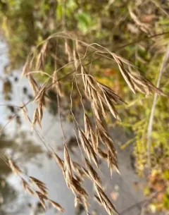 broad-glumed brome thumbnail 2