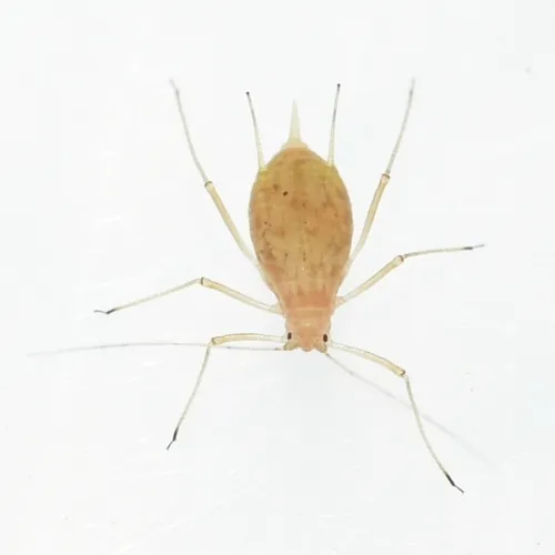 Pea Aphid
