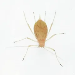 Pea Aphid thumbnail 1