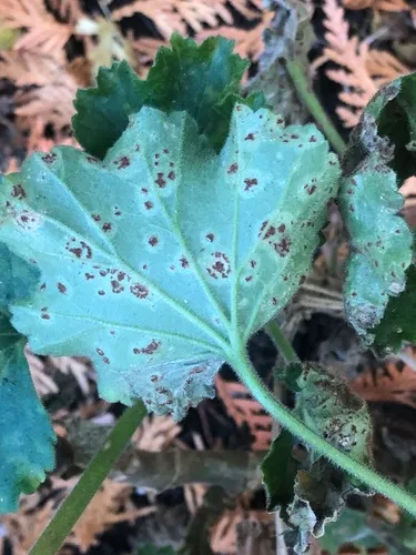Pelargonium rust