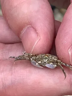 Atlantic Ghost Crab thumbnail 2