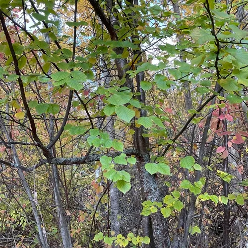 water birch