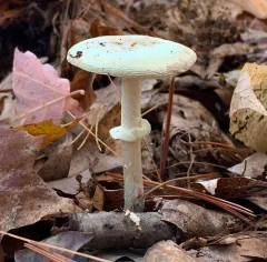 Coker's Lavender Staining Amanita thumbnail 2