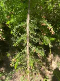 Portuguese Heath thumbnail 3