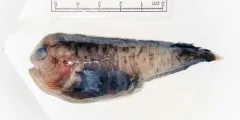 Northern Wolffish thumbnail 2