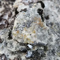 Chiseled Sunken Disk Lichen thumbnail 4