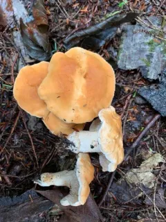 Hydnum subconnatum thumbnail 3