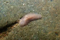 Notoplana atomata thumbnail 3