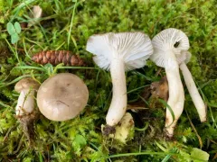 Hygrophorus pustulatoides thumbnail 4