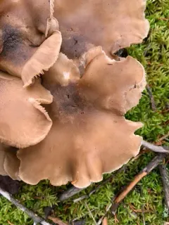 Lyophyllum shimeji thumbnail 2