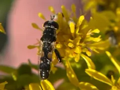 Peg-legged Compost Fly thumbnail 1