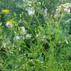 American burnweed thumbnail 2