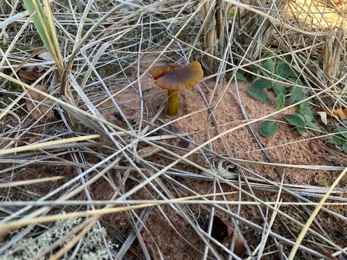 Dune Waxcap