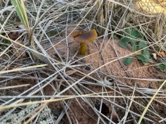 Dune Waxcap thumbnail 1